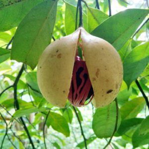 Nutmeg essential oil