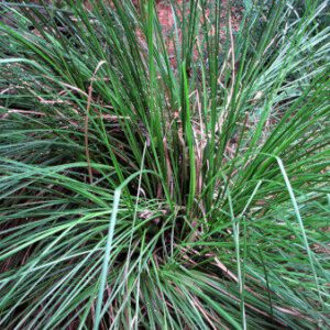 Vetivert essential oil